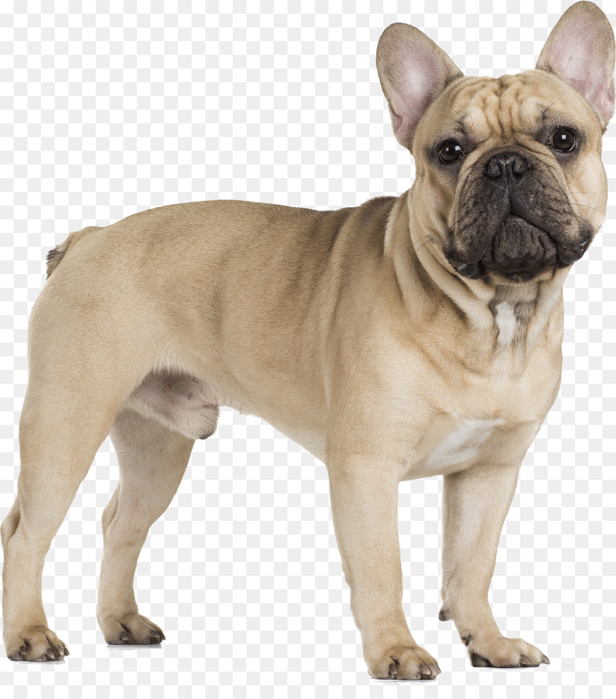 French Bulldog Cavalier King Charles Spaniel Pug - bulldog png download - 1400*1557 - Free Transparent French Bulldog png Download.