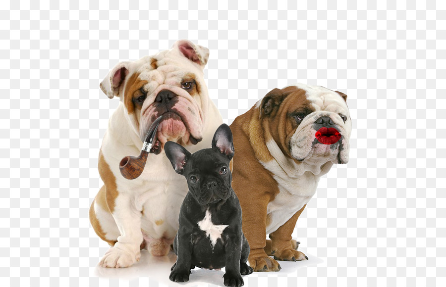 French Bulldog Cat Puppy Pet - Cat png download - 620*580 - Free Transparent  Bulldog png Download.