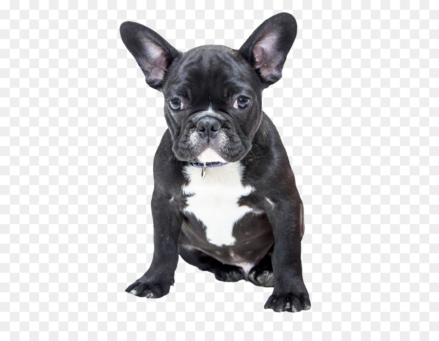 French Bulldog American Bulldog Pug Puppy - puppy png download - 500*683 - Free Transparent  Bulldog png Download.