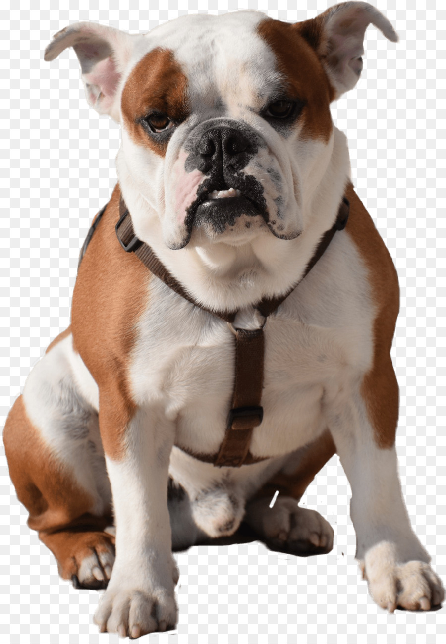 French Bulldog Puppy Boxer Miniature Schnauzer - bulldog png english bulldogge png download - 1024*1475 - Free Transparent  Bulldog png Download.