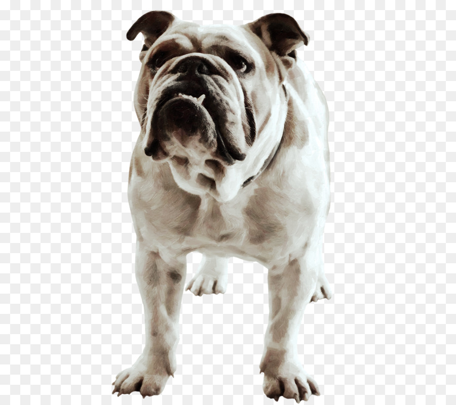 French Bulldog American Bulldog Bull Terrier Race - race png download - 486*800 - Free Transparent  Bulldog png Download.