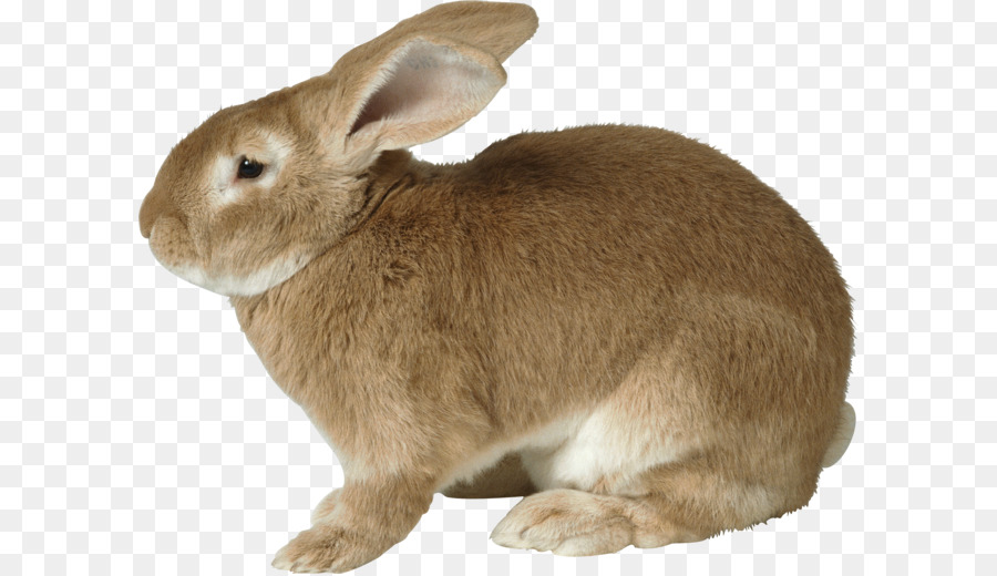 Easter Bunny Rabbit Hare - Rabbit PNG image png download - 3069*2445 - Free Transparent Easter Bunny png Download.