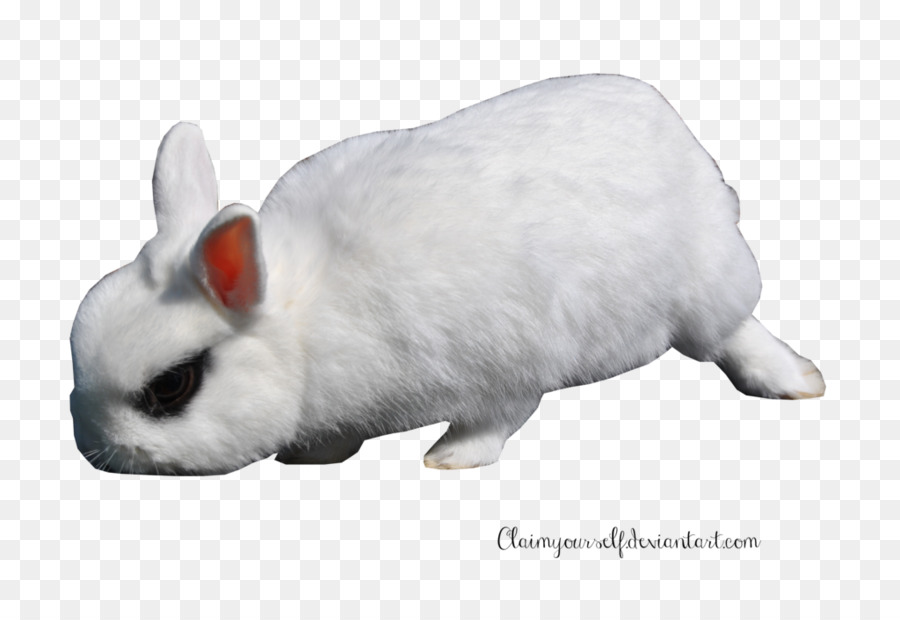 European rabbit - White Rabbit PNG Transparent Image png download - 1024*685 - Free Transparent Easter Bunny png Download.