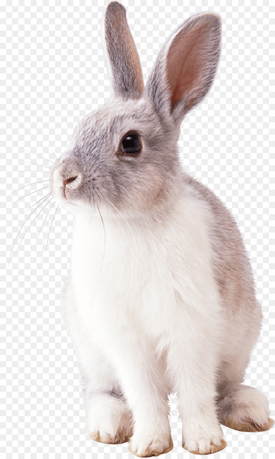 Cottontail rabbit Easter Bunny Clip art - rabit png download - 1529*2542 - Free Transparent Rabbit png Download.