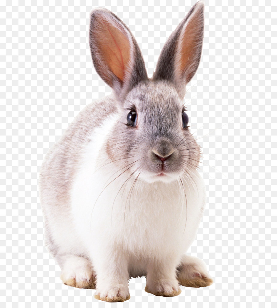 White Rabbit - Rabbit PNG image png download - 1554*2347 - Free Transparent Hare png Download.