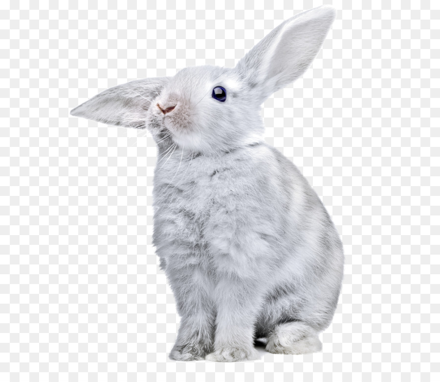 Rabbit Clip art - White rabbit PNG image png download - 2453*2870 - Free Transparent European Rabbit png Download.