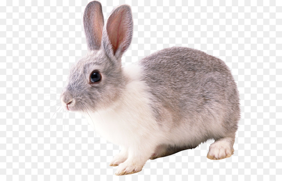 French Lop Cottontail rabbit European rabbit - Rabbit PNG image png download - 2046*1773 - Free Transparent Angora Rabbit png Download.