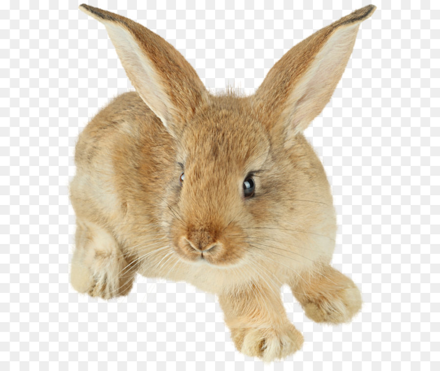 Easter Bunny Rabbit Clip art - rabbit PNG image png download - 689*800 - Free Transparent Hare png Download.