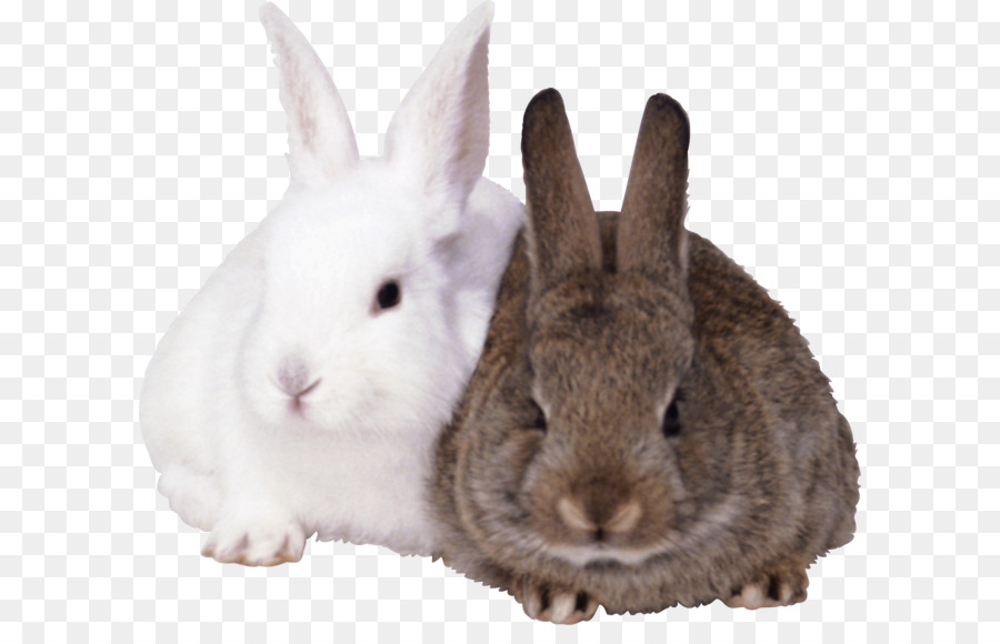 Easter Bunny Rabbit - Rabbits PNG image png download - 2977*2577 - Free Transparent French Lop png Download.