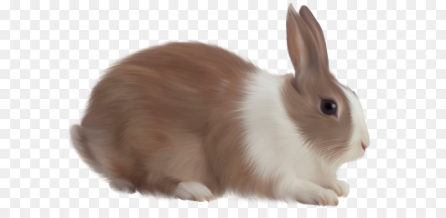 Easter Bunny Rabbit - rabbit PNG image png download - 1500*993 - Free Transparent Easter Bunny png Download.