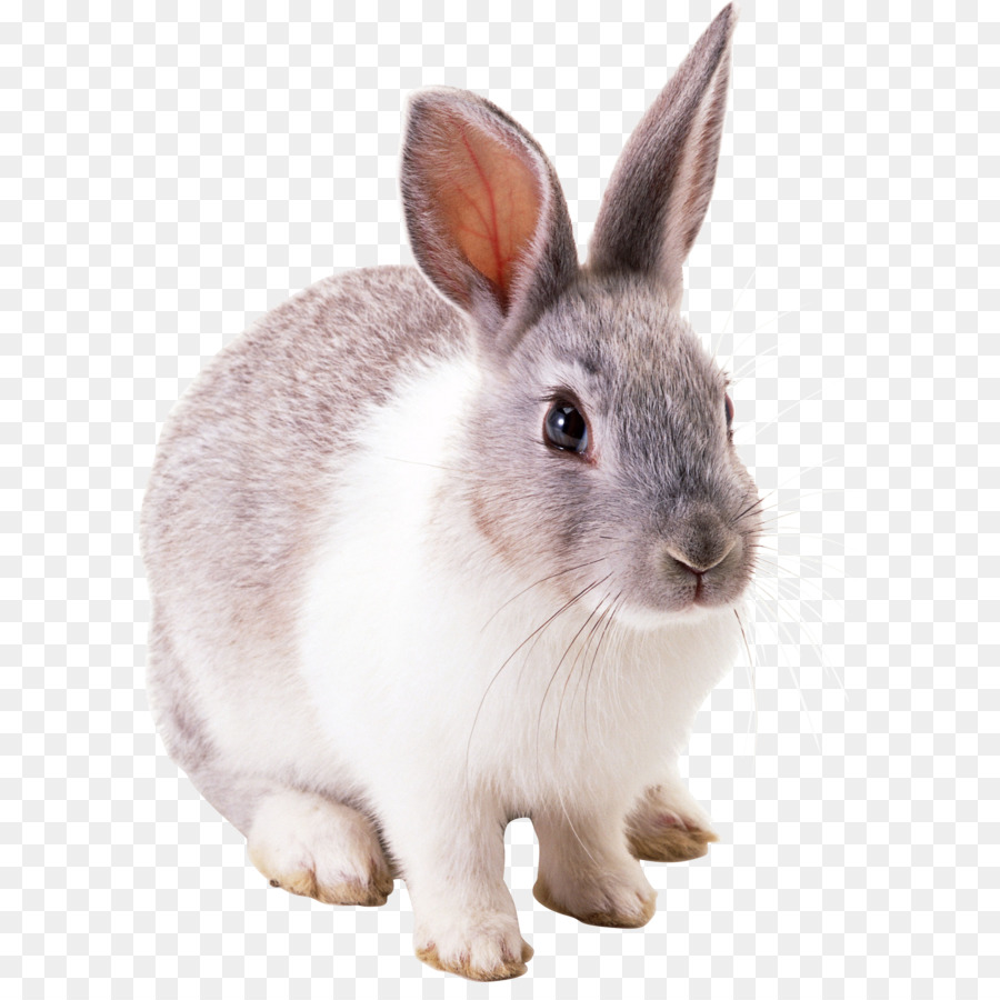 White Rabbit - Rabbit PNG image png download - 1729*2351 - Free Transparent Angora Rabbit png Download.