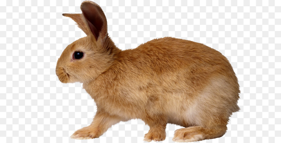 Easter Bunny Rabbit Dog - Rabbit PNG image png download - 3317*2341 - Free Transparent Hare png Download.