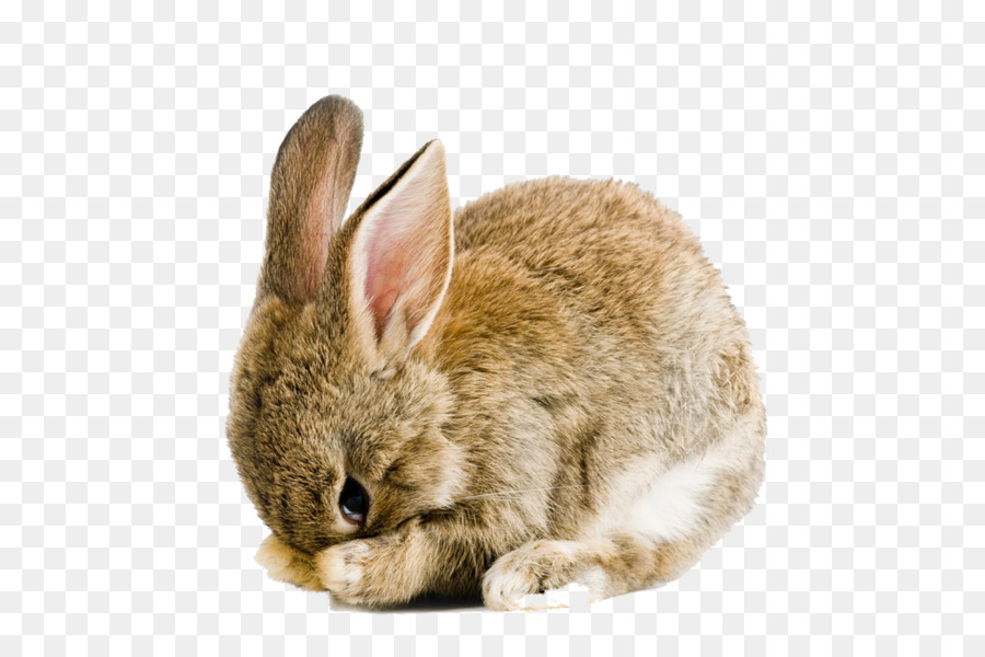 Holland Lop Easter Bunny Cruelty-free Rabbit Snuggle Bunnies - Easter Rabbit PNG Pic png download - 1000*664 - Free Transparent Easter Bunny png Download.