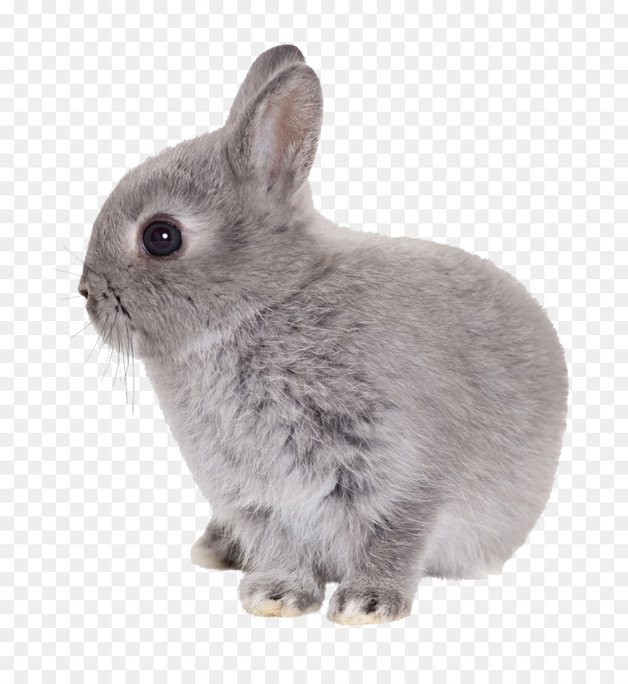 Rabbit - Easter Rabbit Transparent PNG png download - 960*1037 - Free Transparent Easter Bunny png Download.