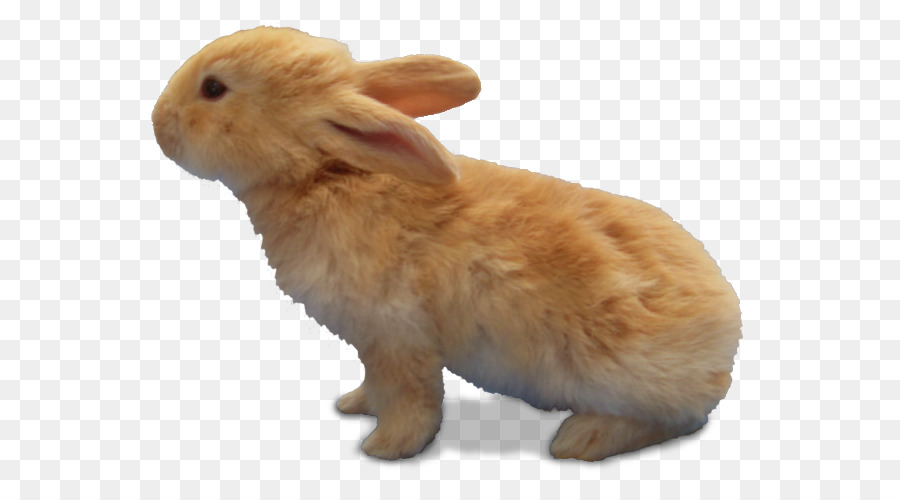 Domestic rabbit Hare - Brown Bunny png download - 670*485 - Free Transparent Domestic Rabbit png Download.