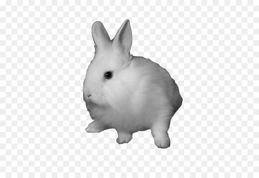 Domestic rabbit Snowshoe hare Clip art - rabbit png download - 500*617 - Free Transparent Domestic Rabbit png Download.