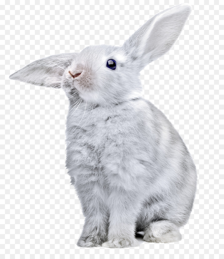 Easter Bunny Domestic rabbit European rabbit Hare - rabbit png download - 875*1024 - Free Transparent Easter Bunny png Download.