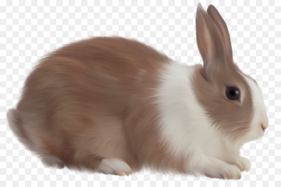 Angel Bunny Cottontail rabbit Easter Bunny - easter bunny png download - 1500*993 - Free Transparent Angel Bunny png Download.