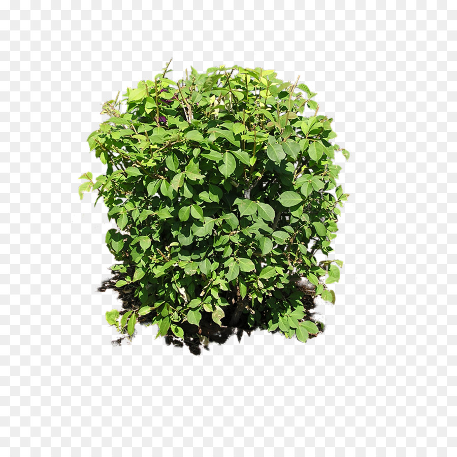 Shrub Plant Clip art - bushes png download - 2000*2000 - Free Transparent Shrub png Download.