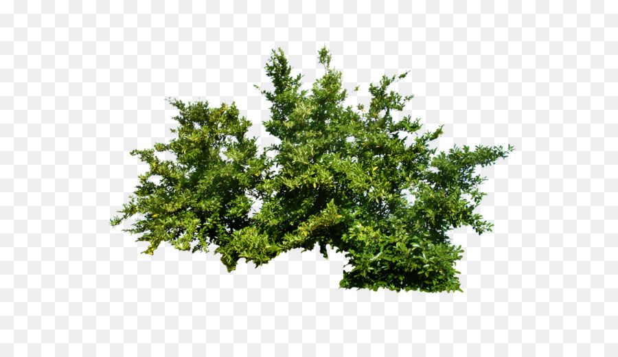 Shrub Tree - Bush PNG image png download - 1024*819 - Free Transparent Plant png Download.
