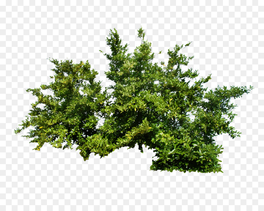 Shrub Tree - Plants PNG Transparent Picture png download - 1024*819 - Free Transparent Shrub png Download.