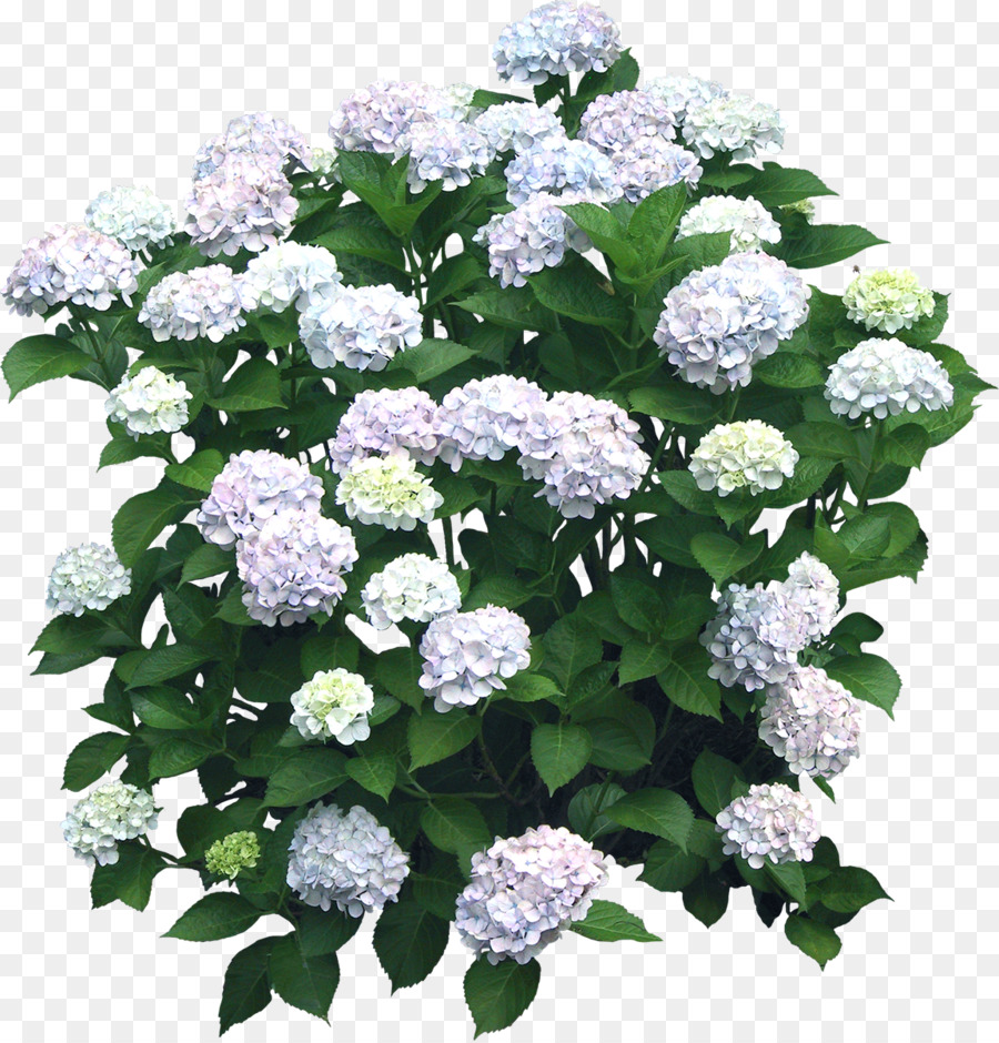 Flower Hydrangea Shrub Plant - bushes png download - 1152*1200 - Free Transparent Flower png Download.