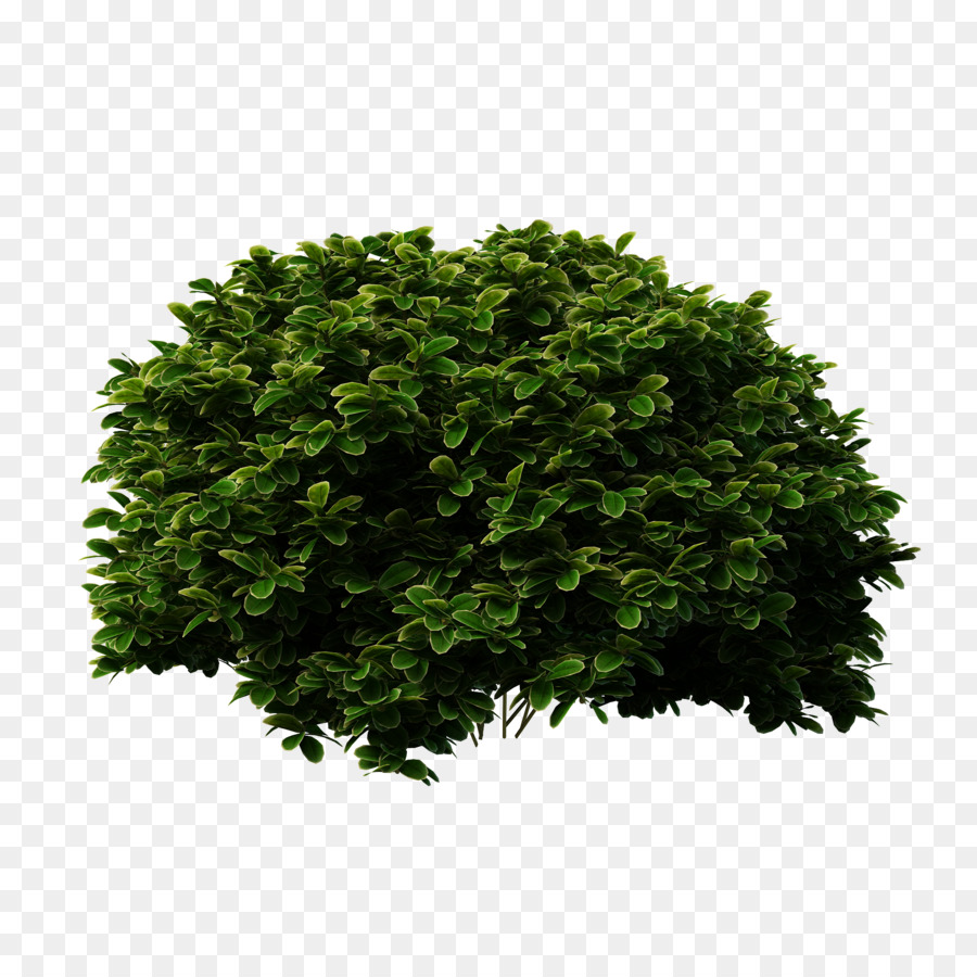 Shrub Tree Evergreen Bridal-wreaths - Shrubs Bush Png png download - 2000*2000 - Free Transparent Shrub png Download.