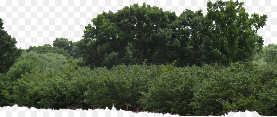 Shrub Tree Box - Bushes PNG Image png download - 1024*429 - Free Transparent Shrub png Download.