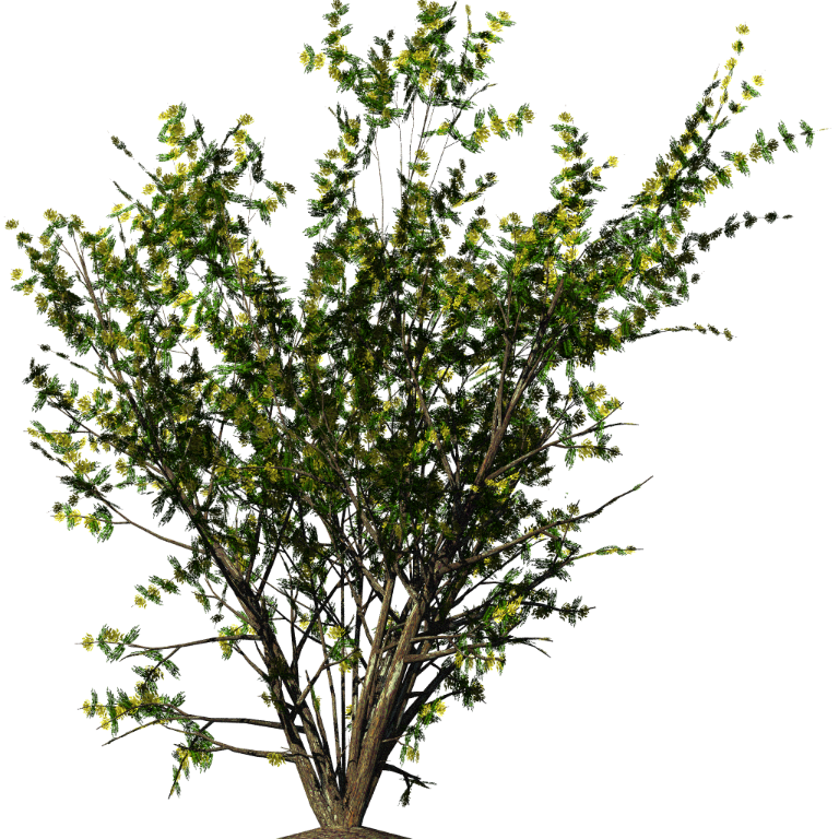 Shrub Flower Bushes Png Download 768768 Free Transparent Shrub