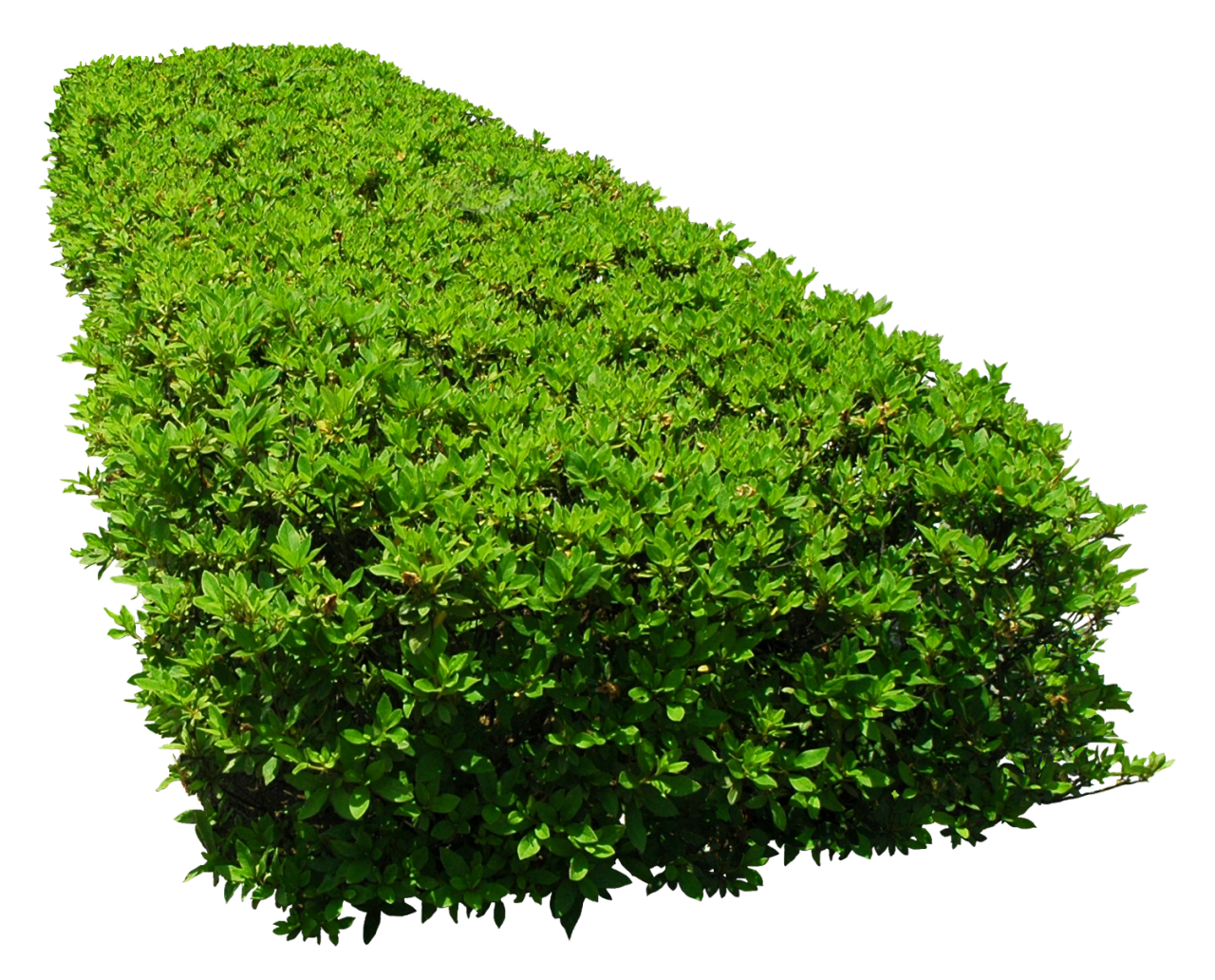 Flower Garden Tree Bushes Png Download 1280 1032 Free Transparent Garden Png Download Clip Art Library