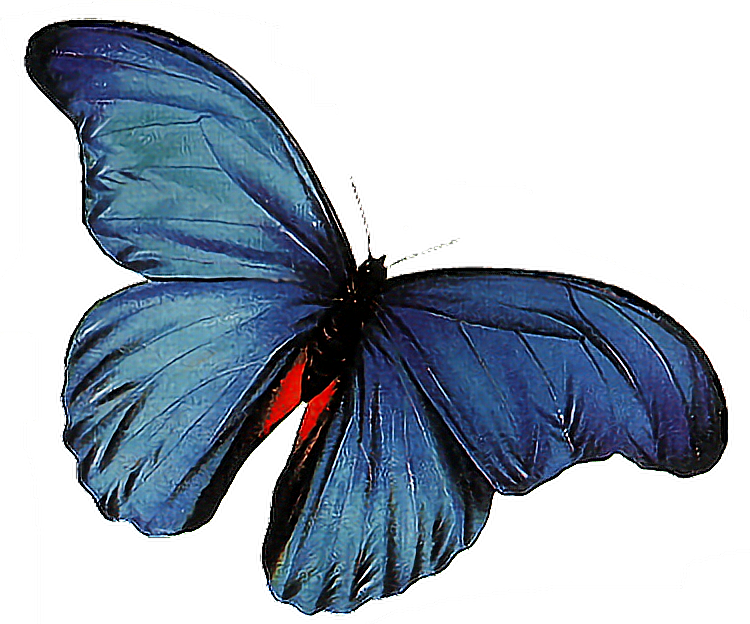 Butterfly Animation - butterfly png download - 750*624 - Free