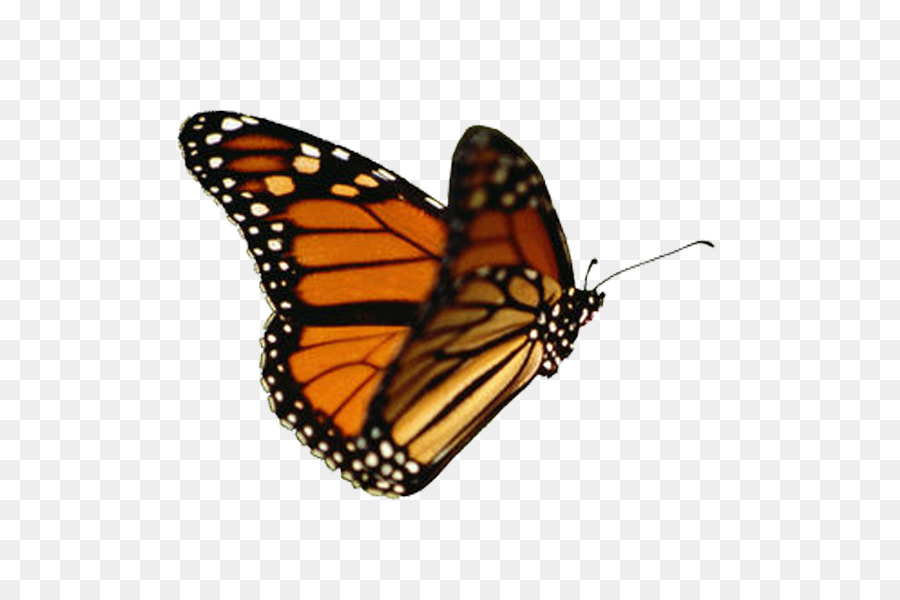 Free Butterfly Animated Gif Transparent, Download Free Butterfly