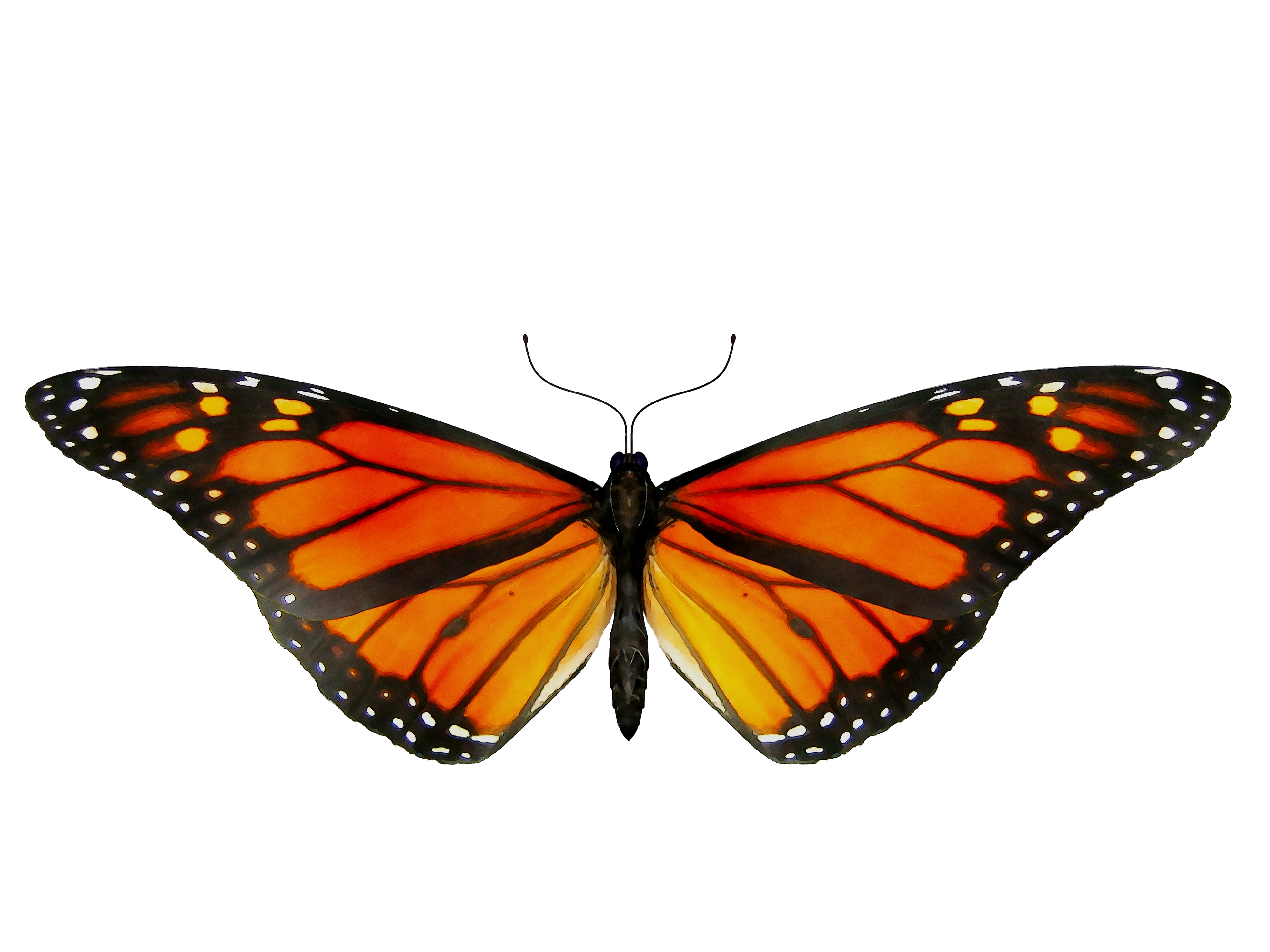 Animated Butterfly Gif Png Original file at image gif format
