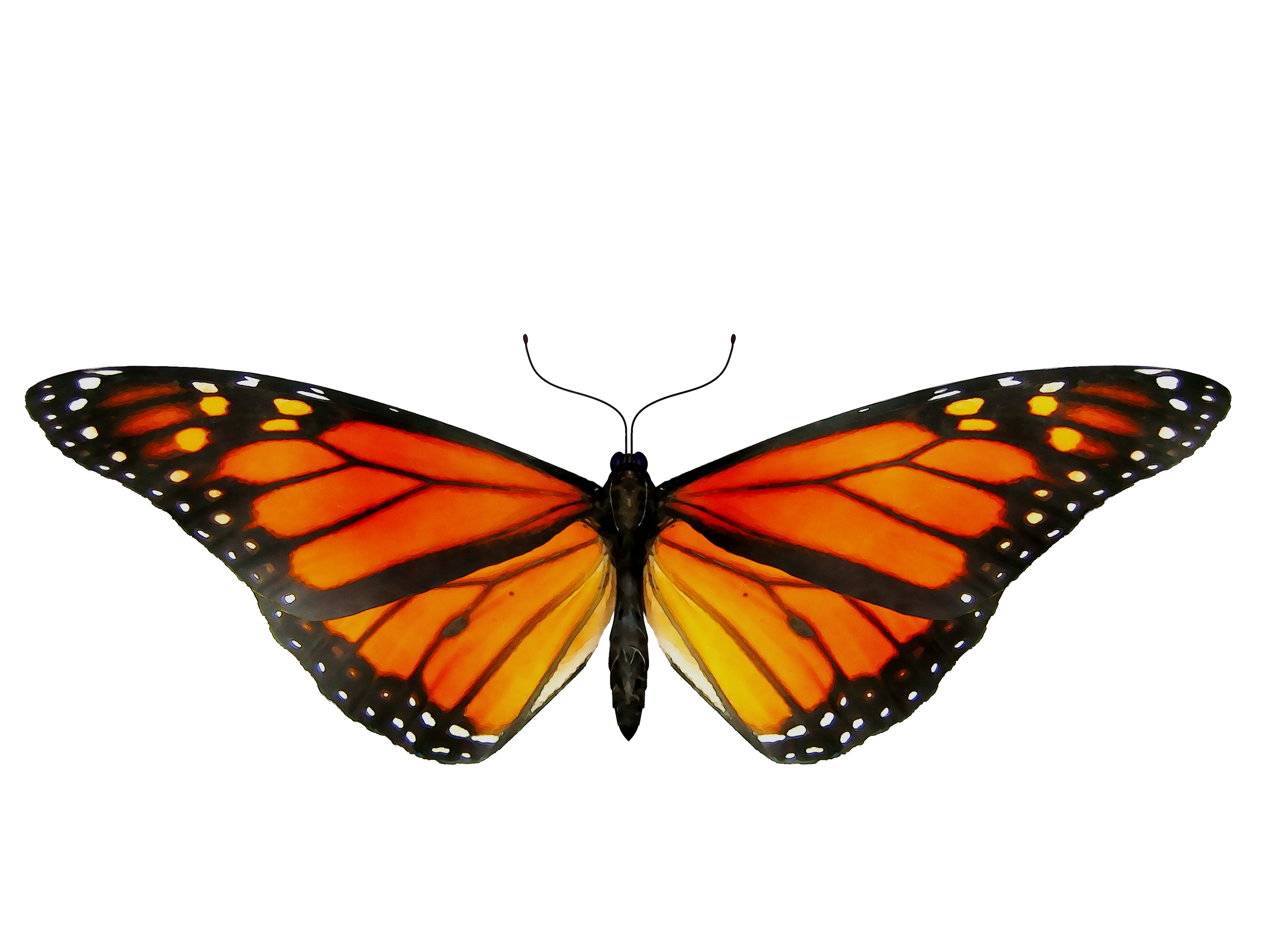 cartoon monarch butterfly flying