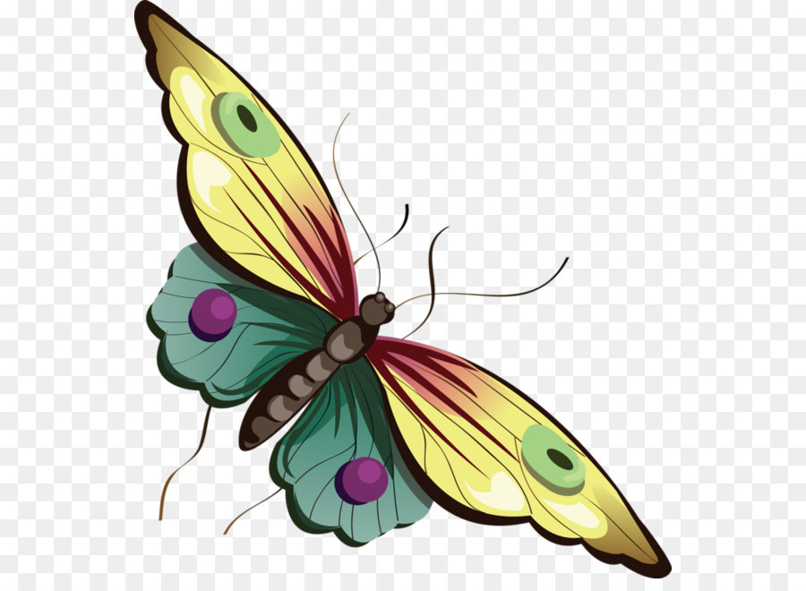 Butterfly Cartoon Clip art - Cartoon Yellow and Blue Butterfly Clipart png download - 600*646 - Free Transparent Butterfly png Download.