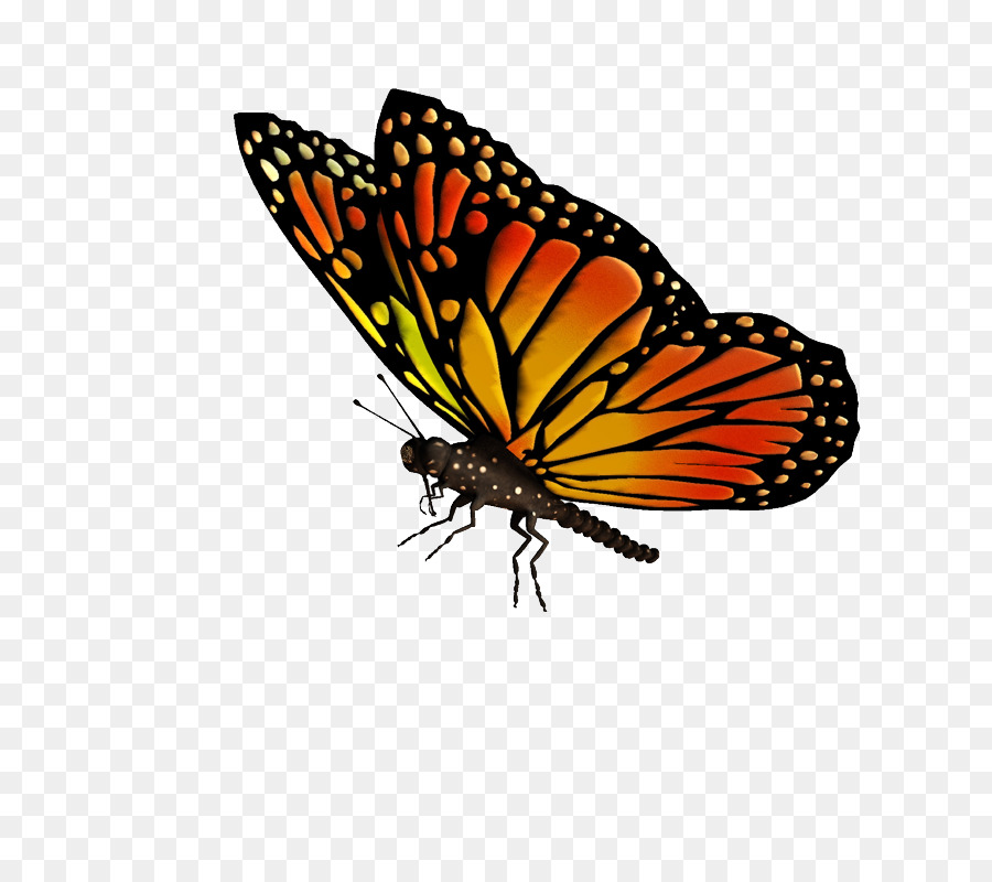 Monarch butterfly Drawing Clip art - Flying Butterflies Transparent PNG png download - 900*787 - Free Transparent Butterfly png Download.