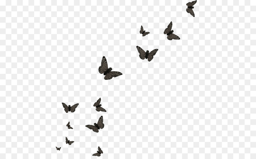 Butterfly Papillon dog Editing - Butterfly group png download - 510*552 - Free Transparent Butterfly png Download.