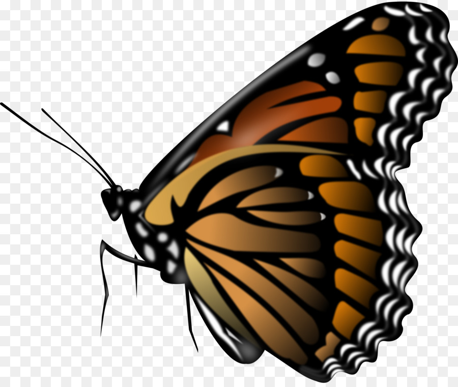 Monarch butterfly Clip art Portable Network Graphics Image - butterfly png download - 2400*2016 - Free Transparent Butterfly png Download.