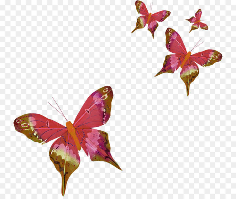 Butterfly Three-letter acronym Clip art - butterfly png download - 800*752 - Free Transparent Butterfly png Download.