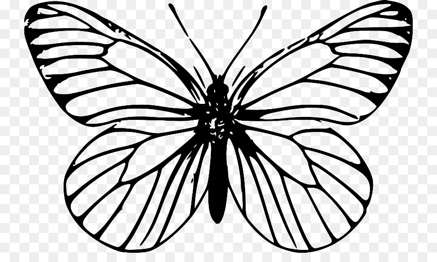 Monarch butterfly Outline Clip art - butterfly png download - 800*521 - Free Transparent Butterfly png Download.