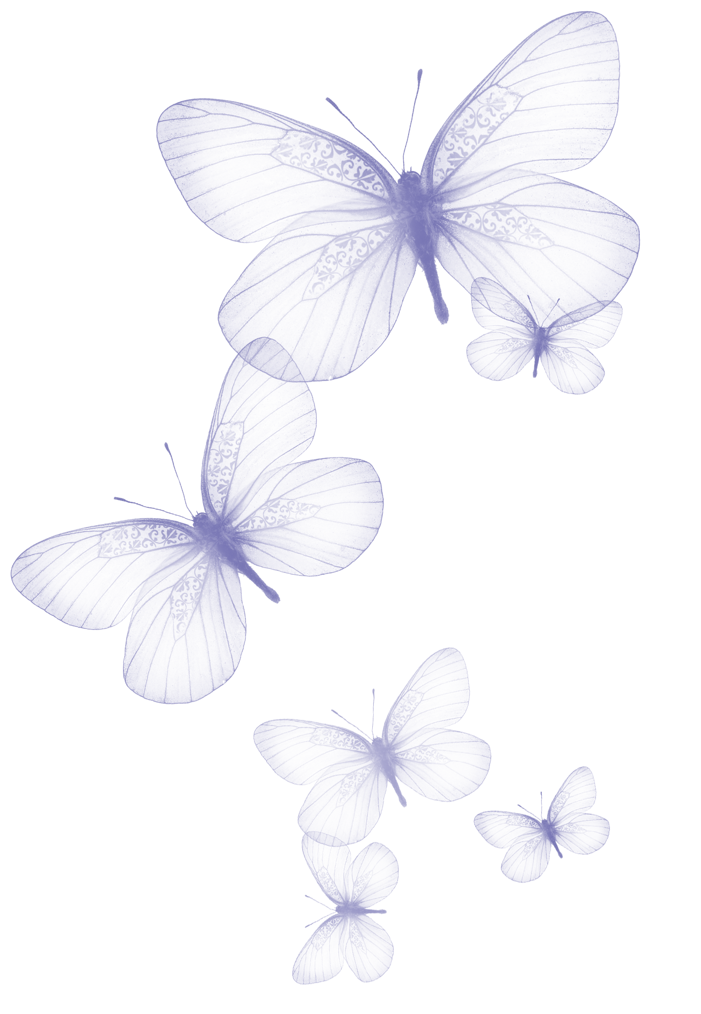 Butterfly Clip art - Transparent Butterfly PNG Clipart Picture png
