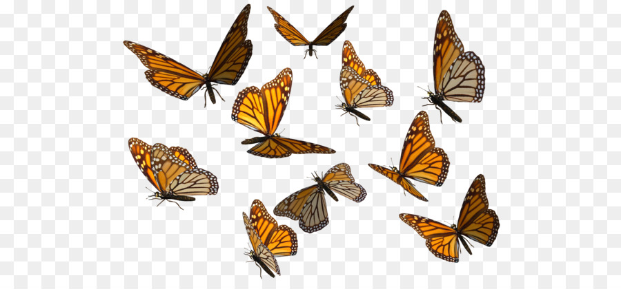 Monarch butterfly Clip art - Butterflies Swarm Transparent Background png download - 600*420 - Free Transparent Butterfly png Download.
