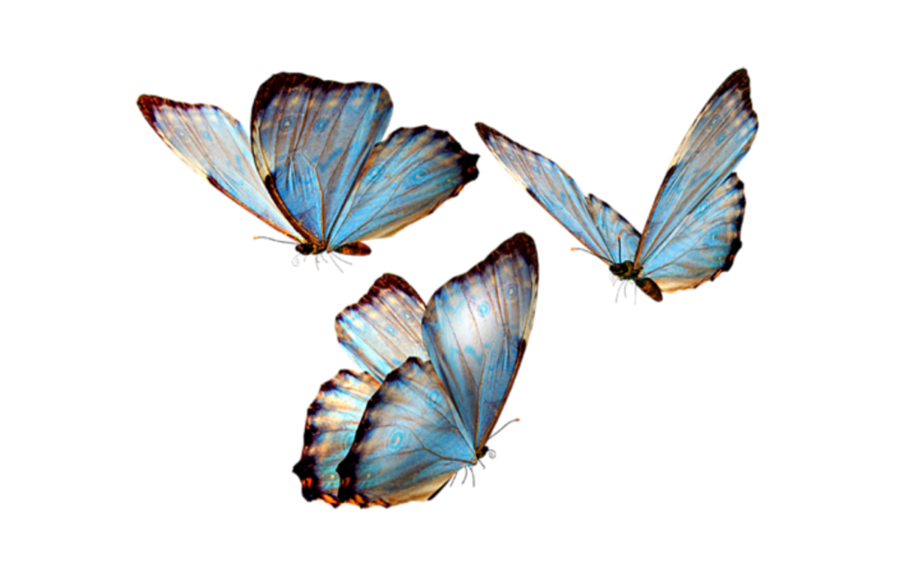 Butterfly PNG Free Images with Transparent Background  1565 Free  Downloads