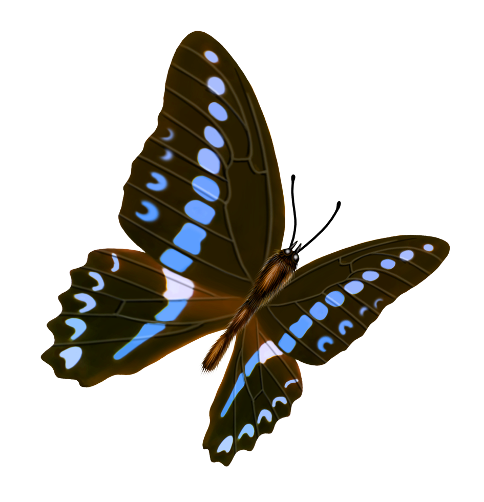 Butterfly Transparency and translucency Icon - butterfly png download