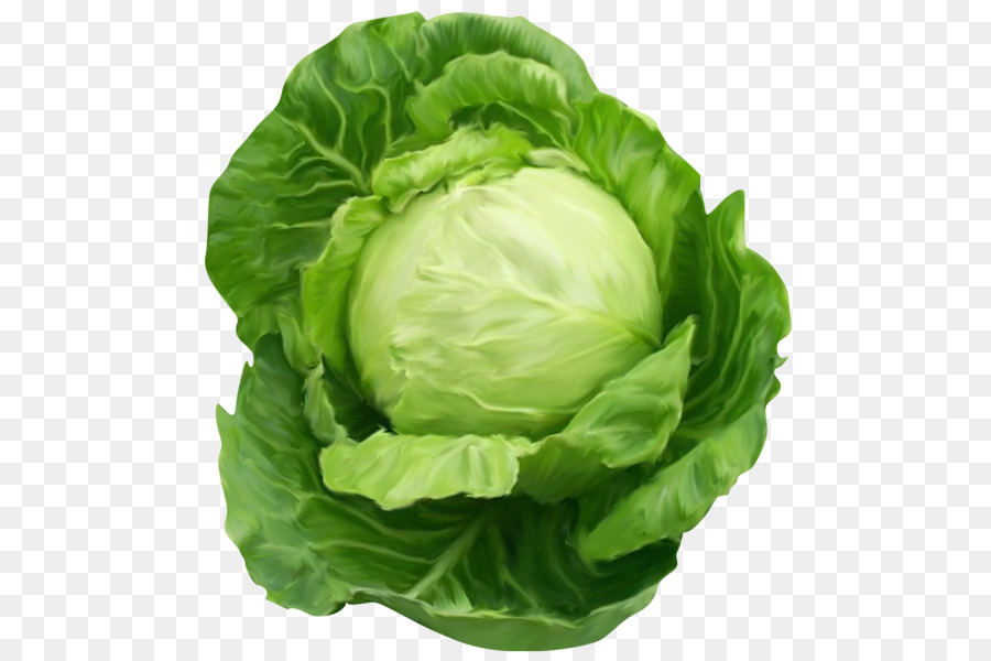 Chinese cabbage Vegetable Clip art - cabbage png download - 550*600 - Free Transparent Cabbage png Download.