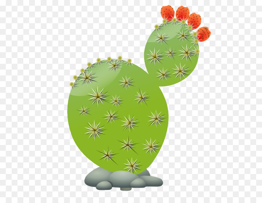 Succulents and Cactus Cactaceae Clip art - cactus png download - 555*692 - Free Transparent Succulents And Cactus png Download.