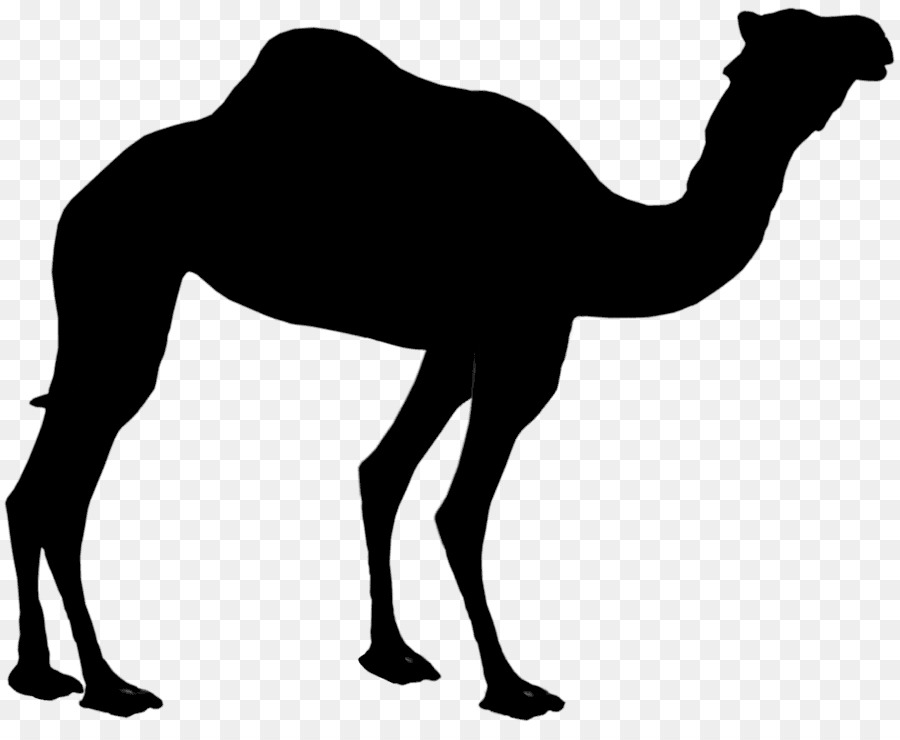 Dromedary Silhouette Clip art Bactrian camel Image -  png download - 900*725 - Free Transparent Dromedary png Download.