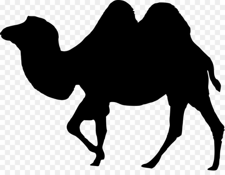 Camel Portable Network Graphics Vector graphics Rajasthan Clip art - b2 silhouette png download - 950*720 - Free Transparent Camel png Download.
