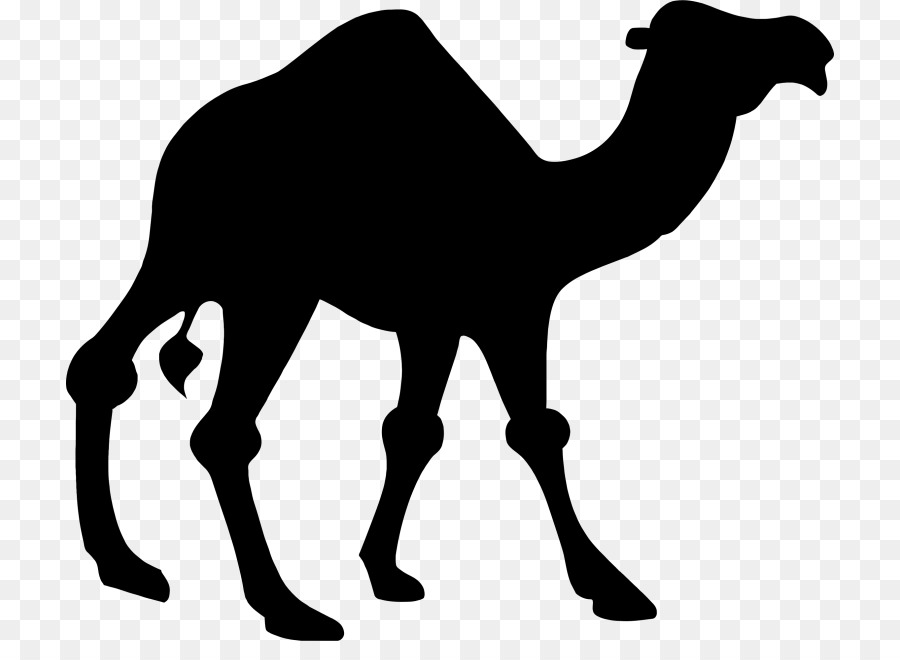 Dromedary Bactrian camel Silhouette Clip art - Silhouette png download - 768*641 - Free Transparent Dromedary png Download.
