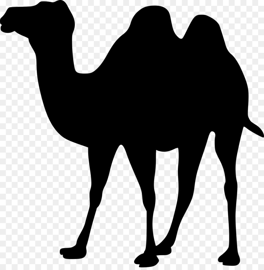 Dromedary Bactrian camel Silhouette Clip art - Silhouette png download - 1264*1280 - Free Transparent Dromedary png Download.
